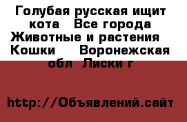 Голубая русская ищит кота - Все города Животные и растения » Кошки   . Воронежская обл.,Лиски г.